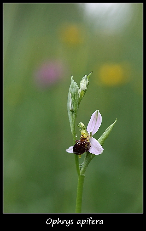 Orchidee dall''alto Friuli